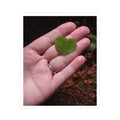 Heart Shaped Leaf Nature Photograph Quiet Love Art